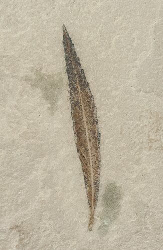 Fossil Willow Leaf - Green River Formation #16295